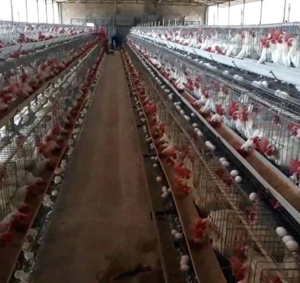 Star Line Fish and Poultry farm operations